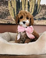 Daisy - F2 Cavapoo, a female Cavapoo for sale in Madison, WI – Photo 1 of 2