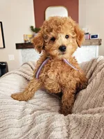Whoodle _ REDUCED, a male Whoodle for sale in Madison, WI – 5 of 5