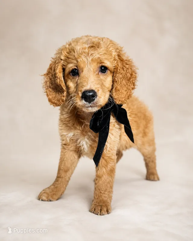 Taffy - Med Mini Goldendoodle Flat Coat – Miniature Goldendoodle puppy for sale in Madison, WI