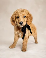 Taffy - Med Mini Goldendoodle Flat Coat, a female Miniature Goldendoodle for sale in Madison, WI – 1 of 6