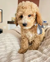 Whoodle _ REDUCED, a male Whoodle for sale in Madison, WI – 3 of 5