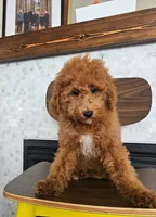 Harvest - F2BB FEMALE Mini Goldendoodle, a female Miniature Goldendoodle for sale in Madison, WI – 3 of 8