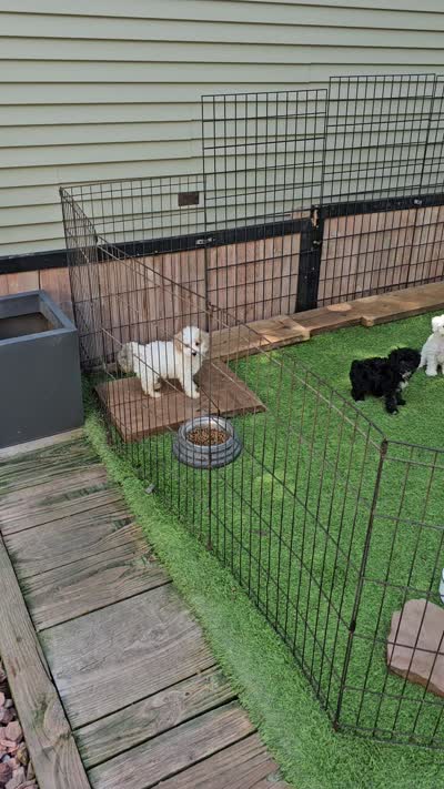 Key Lime - Toy Poodle, a male Poodle - Toy  for sale in Madison, WI – 2 of 2
