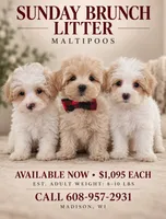Bellini - Toy Maltipoo Female, a female Maltipoo for sale in Madison, WI – 2 of 2