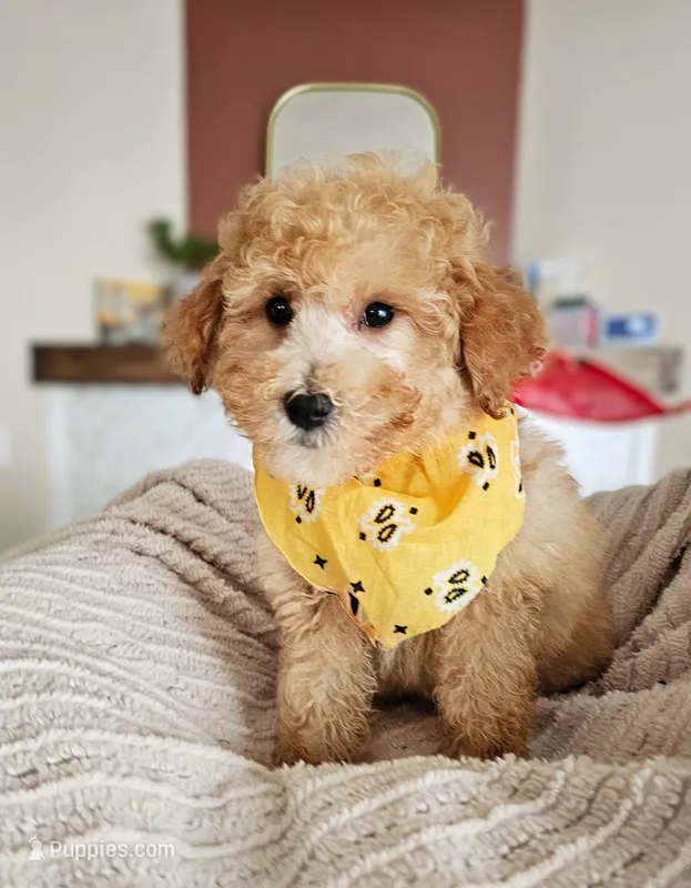Leo - Petite Mini Goldendoodle REDUCED – Miniature Goldendoodle puppy for sale in Madison, WI