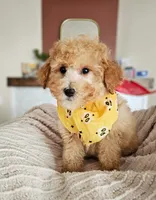Leo - Petite Mini Goldendoodle REDUCED, a male Miniature Goldendoodle for sale in Madison, WI – 1 of 2