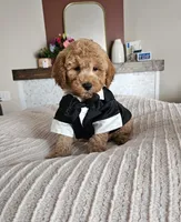 Jack F2B Mini Goldendoodle, a male Miniature Goldendoodle for sale in Madison, WI – 6 of 10