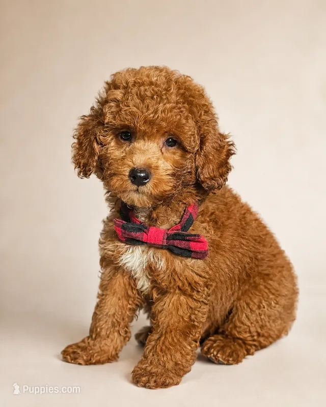 S’more • Micro Mini F1BB – Miniature Goldendoodle puppy for sale in Madison, WI