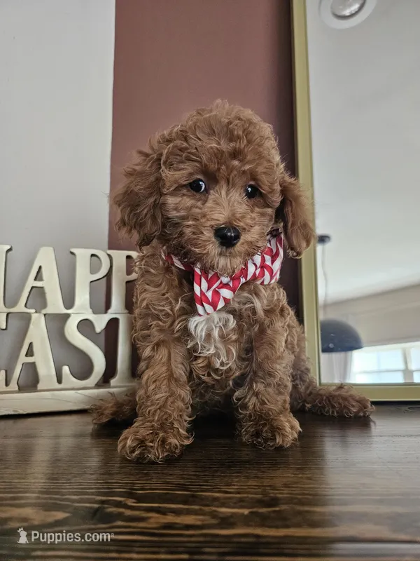 Sugar Biscuit - Male Toy – Poodle - Toy  puppy for sale in Madison, WI