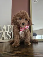 Sugar Biscuit - Male Toy, a male Poodle - Toy  for sale in Madison, WI – Photo 1 of 2