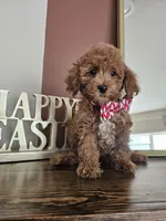 Sugar Biscuit - Male Toy, a male Poodle - Toy  for sale in Madison, WI – Photo 2 of 2