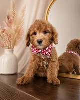 Rusty F1B Mini Goldendoodle - MALE Trained REDUCED, a male Miniature Goldendoodle for sale in Madison, WI – 2 of 8