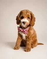 Ferris - Med Mini Goldendoodle, a male Miniature Goldendoodle for sale in Madison, WI – 4 of 4