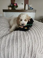 Luna F2B Mini Goldendoodle, a male Miniature Goldendoodle for sale in Madison, WI – 4 of 6
