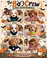 Luna F2B Mini Goldendoodle, a male Miniature Goldendoodle for sale in Madison, WI – 2 of 6