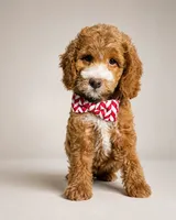 Ferris - Med Mini Goldendoodle, a male Miniature Goldendoodle for sale in Madison, WI – 1 of 4
