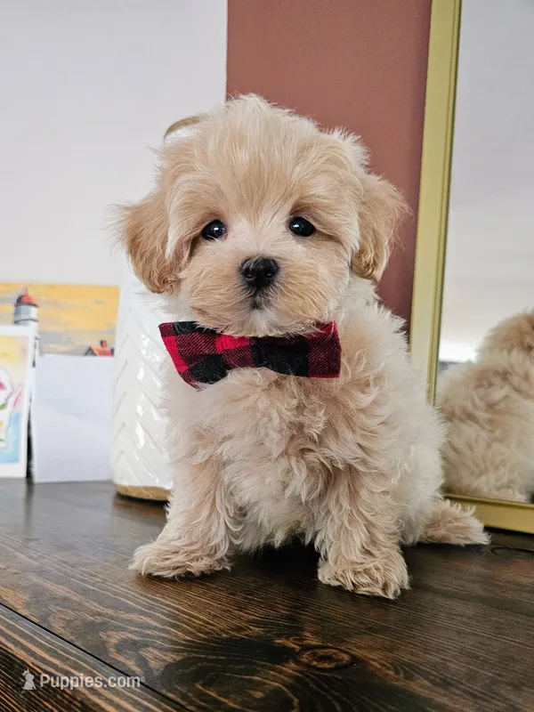 Waffles - Toy Maltipoo Puppy – Maltipoo puppy for sale in Madison, WI