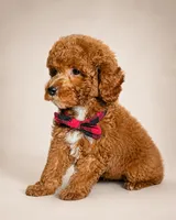 S’more • Micro Petite Mini Goldendoodle CALM & TRAINED, a male Miniature Goldendoodle for sale in Madison, WI – 6 of 7