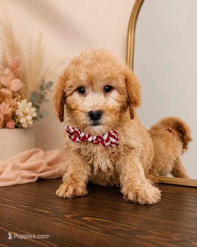 F1B Mini Goldendoodle - MALE Trained REDUCED – Miniature Goldendoodle puppy for sale in Madison, WI