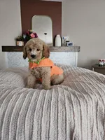 Pumpkin F2B Mini Goldendoodle, a female Miniature Goldendoodle for sale in Madison, WI – 3 of 8