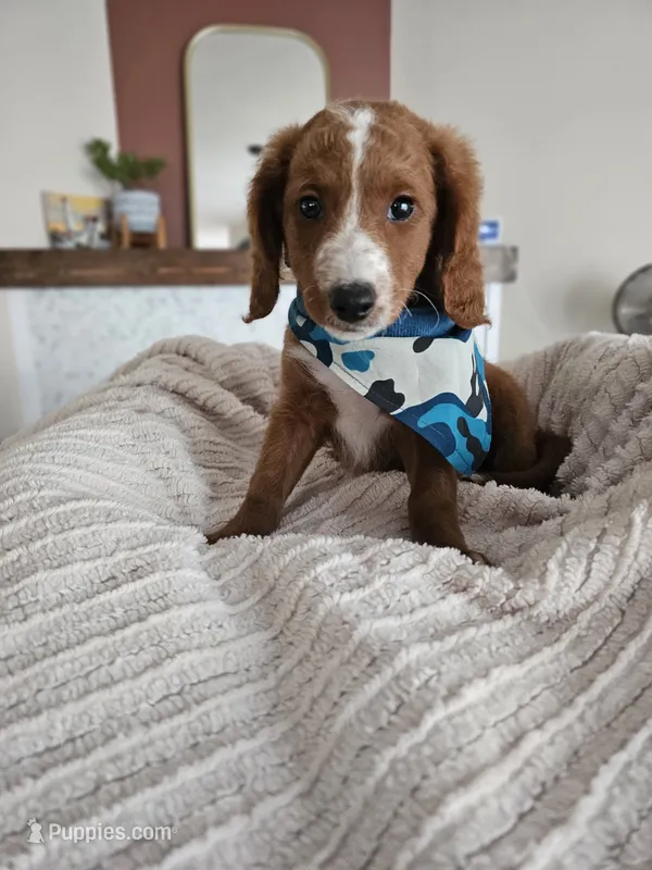 Bryce - Medium Moyen Goldendoodle – Golden Retriever, Poodle - Miniature  puppy for sale in Madison, WI