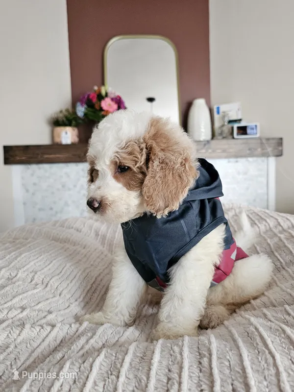 Casper F2B Mini Goldendoodle  – Miniature Goldendoodle puppy for sale in Madison, WI