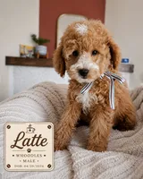 Latte - F1B Whoodle Doodle, a male Poodle - Miniature  and Whoodle for sale in Madison, WI – 1 of 2