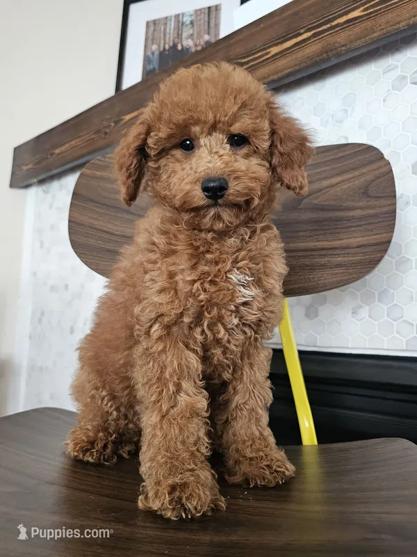 Maple - Dk Red Mini Goldendoodle – Miniature Goldendoodle puppy for sale in Madison, WI