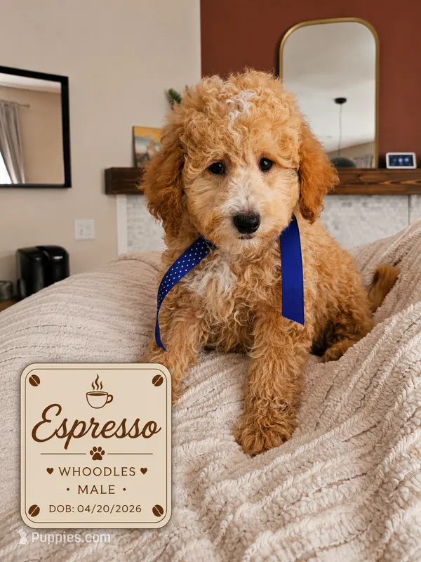 Espresso - F1B Whoodle Doodle – Poodle - Miniature , Whoodle puppy for sale in Madison, WI