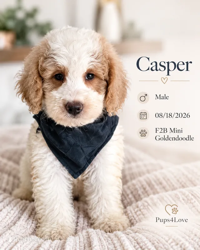 Casper F2B Mini Goldendoodle  – Miniature Goldendoodle puppy for sale in Madison, WI