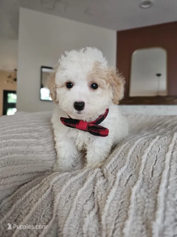 Bennett - Registered ICA Toy Poodle READY NOW – Poodle - Toy  puppy for sale in Madison, WI