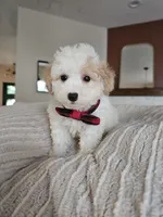 Bennett - Registered ICA Toy Poodle, a male Poodle - Toy  for sale in Madison, WI – 5 of 5