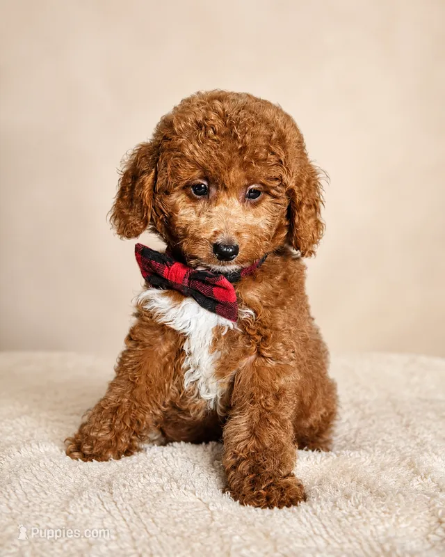 Graham • Micro Mini F1BB – Miniature Goldendoodle puppy for sale in Madison, WI