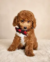 Graham • Micro Mini Goldendoodle TRAINED, a male Miniature Goldendoodle for sale in Madison, WI – 1 of 6