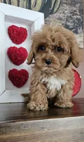 DOVE - Cavapoo Micro, a female Cavapoo for sale in Madison, WI – Photo 1 of 3