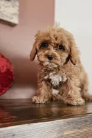 DOVE - Cavapoo Micro, a female Cavapoo for sale in Madison, WI – Photo 2 of 3
