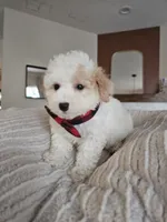 Bennett - Registered ICA Toy Poodle, a male Poodle - Toy  for sale in Madison, WI – 4 of 5