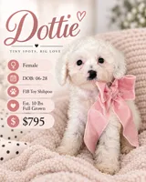 Dottie - Toy Shihpoo Teddy Bear, a female Shih Tzu and Poodle - Toy  for sale in Madison, WI – 1 of 1