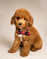 S’more • Micro Petite Mini Goldendoodle CALM & TRAINED, a male Miniature Goldendoodle for sale in Madison, WI – 7 of 7