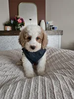 Casper F2B Mini Goldendoodle , a male Miniature Goldendoodle for sale in Madison, WI – 2 of 3