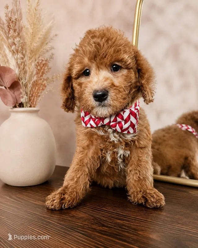 F1B Mini Goldendoodle - MALE Trained REDUCED – Miniature Goldendoodle puppy for sale in Madison, WI