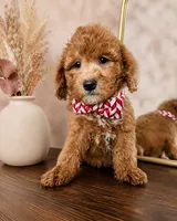 Rusty F1B Mini Goldendoodle - MALE Trained REDUCED, a male Miniature Goldendoodle for sale in Madison, WI – 1 of 8