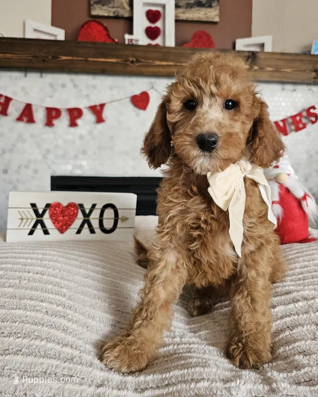 Scarlett - Med Goldendoodle