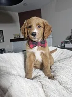 Rodeo (REDUCED) Med Mini Goldendoodle Flat Coat, a male Miniature Golden Retriever and Miniature Goldendoodle for sale in Madison, WI – 5 of 6
