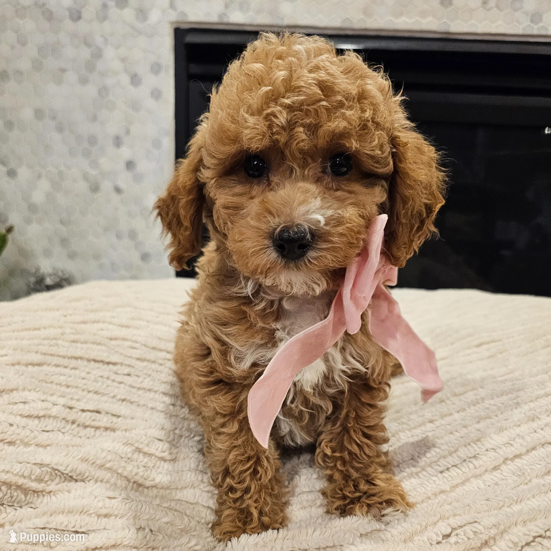 Lumi - F1BB Mini Goldendoodle