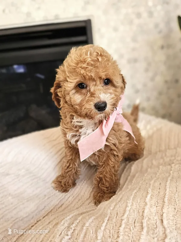 Lumi - F1BB Mini Goldendoodle, a female Miniature Goldendoodle for sale in Madison, WI – Photo 1 of 3