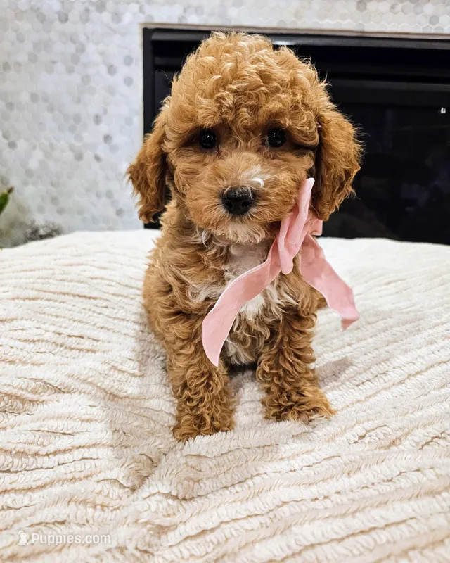 Lumi - F1B Mini Goldendoodle