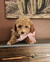 Lumi - F1BB Mini Goldendoodle, a female Miniature Goldendoodle for sale in Madison, WI – Photo 2 of 3