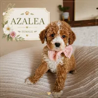 Azalea F1B Cavapoo , a female Cavapoo for sale in Madison, WI – 1 of 1