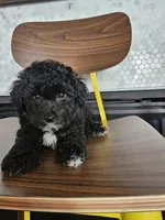 Winston - Male Toy Poodle, a male Poodle - Toy  for sale in Madison, WI – 3 of 5